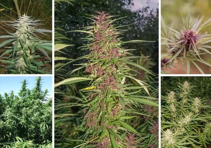 Cannabis Strain: For Every Type of Grower