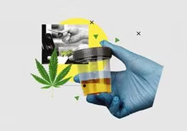 A Guide on How to Pass the Drug Test for Weed