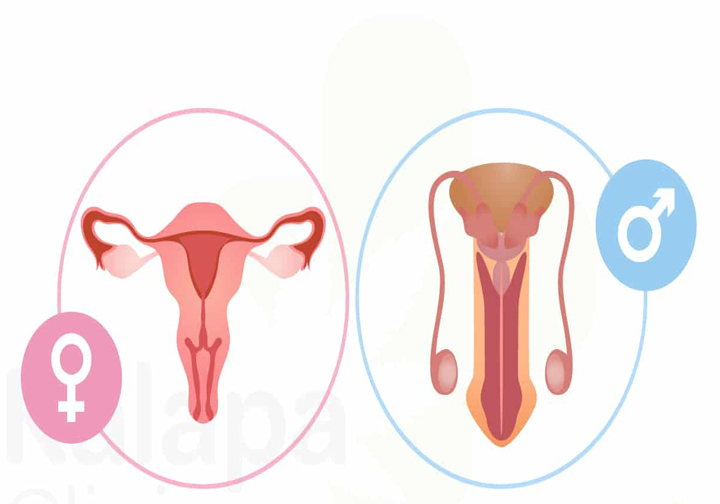 Interesting Read: Endocannabinoid System Components Found in Human Testicles