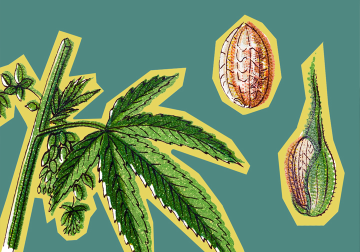 How Breeding Influences Cannabinoid Ratios