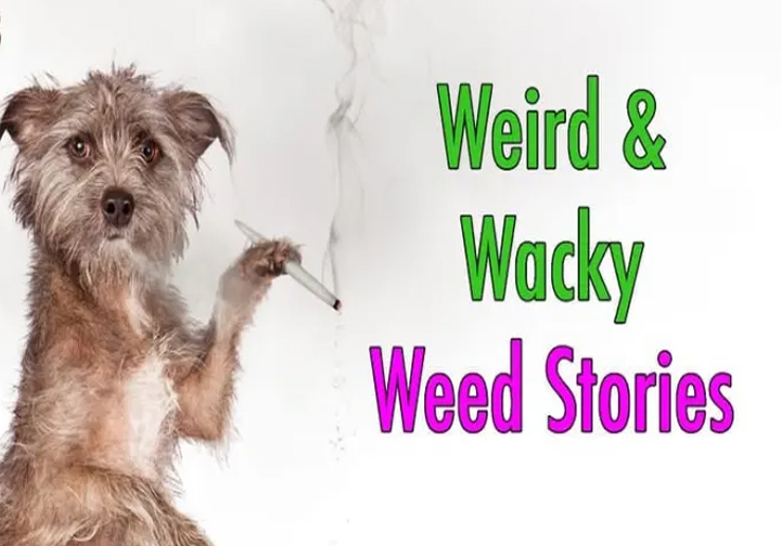 Some of the Weirdest Cannabis Stories