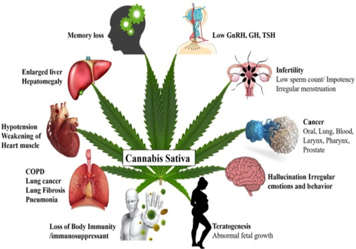 The Positive Effects of Cannabidiol on Health