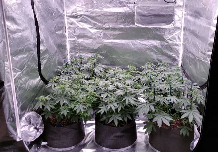 Trying to Grow Cannabis Indoors? Here's How