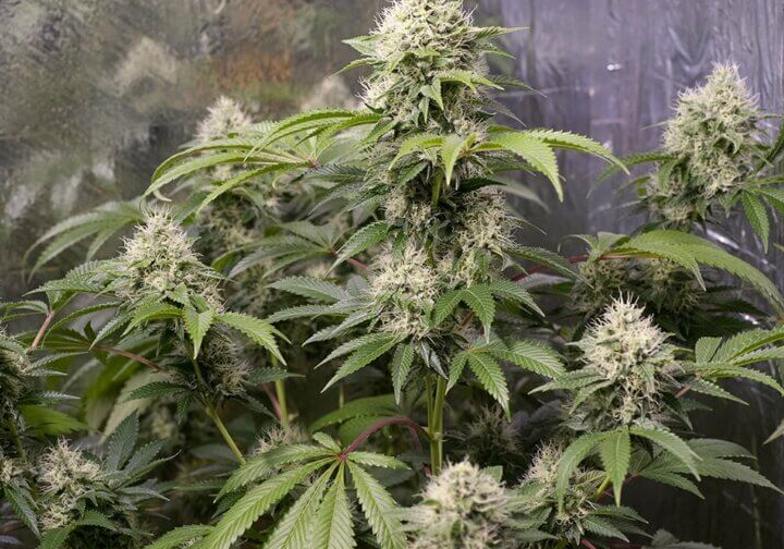 What You Need to Know About the Legendary Strain Chemdog